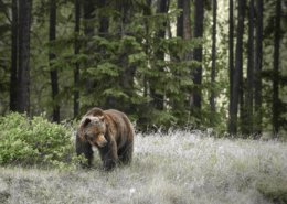 Grizzly Bear in Forest