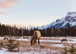 Elk Near Town of Banff
